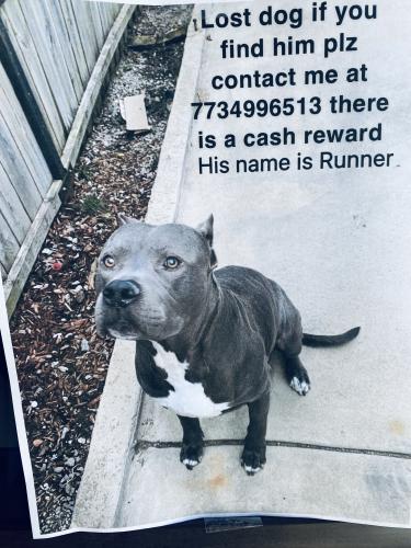 Lost Male Dog last seen Central and augusta , Chicago, IL 60651