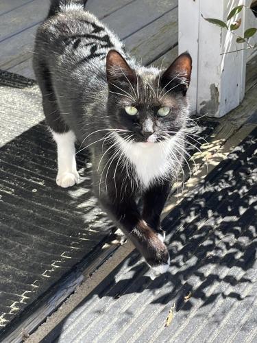 Found/Stray Female Cat last seen Moore rd , Griffin, GA 30223