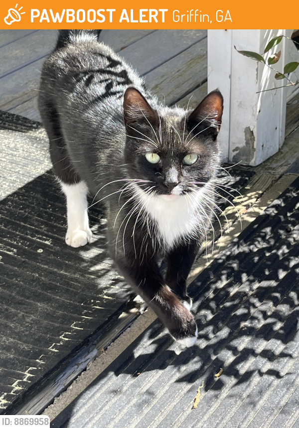 Found/Stray Female Cat last seen Moore rd , Griffin, GA 30223
