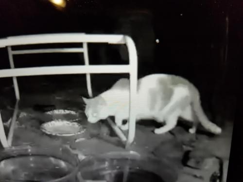 Found/Stray Unknown Cat last seen Blue Fox Lane/Stringfellow Rd. Chantilly, VA 22033, Chantilly, VA 22033