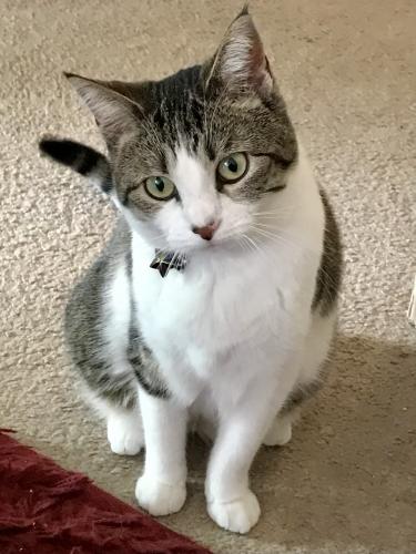 Lost Female Cat last seen Lynn ave and hwy13, Savage, MN 55378