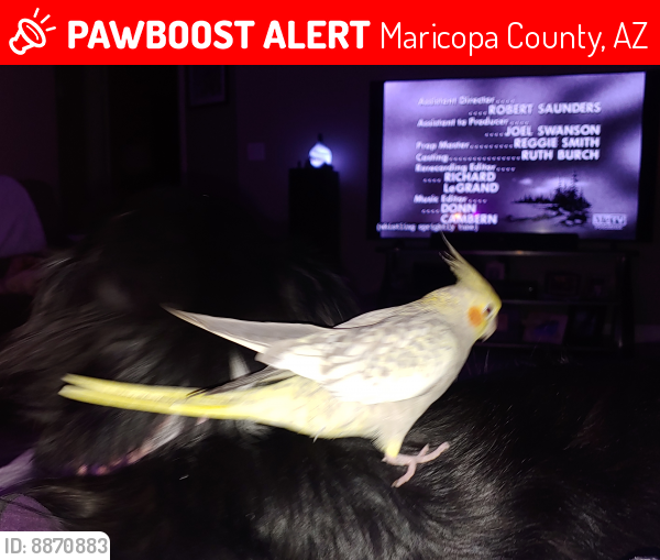 Lost Female Bird last seen Pecos and McQueen, Maricopa County, AZ 85286