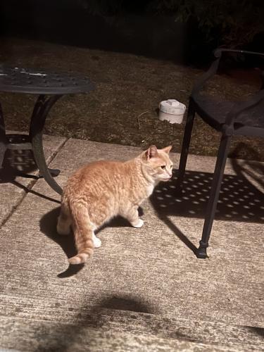 Found/Stray Unknown Cat last seen Heritage Meadows Dr and Walnut Circle, Plainfield, IL 60585