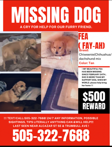 Lost Female Dog last seen Alcazar st and bell , Albuquerque, NM 87108