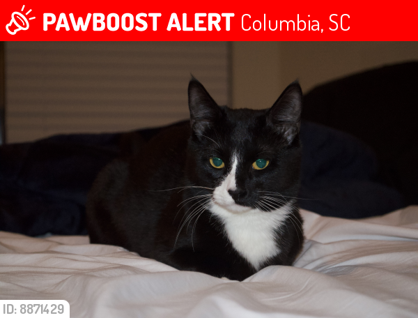 Lost Male Cat last seen Near Smallwood rd , Columbia, SC 29223