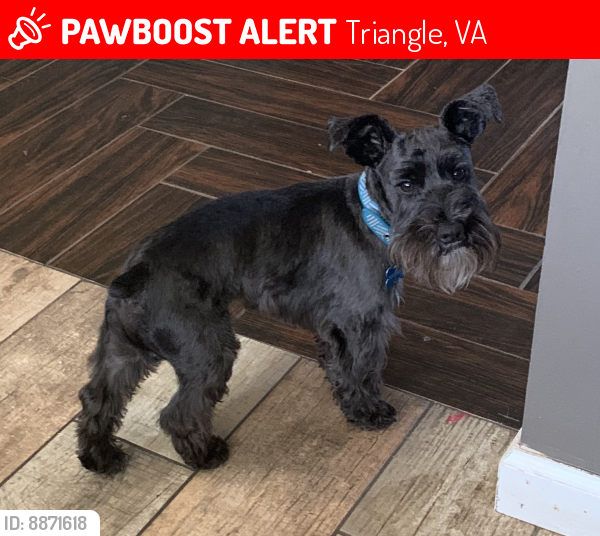 Lost Male Dog last seen Near barnette circle , Triangle, VA 22172