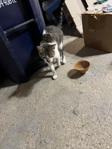 Found/Stray Male Cat last seen Airlite and Larkin, Elgin, IL 60123