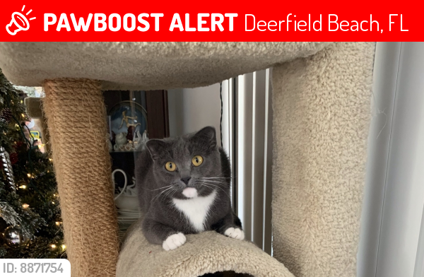 Lost Female Cat last seen Near Jefferson dr Deerfield Beach, Deerfield Beach, FL 33441