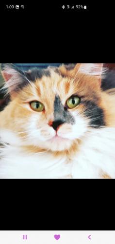 Lost Female Cat last seen Spur rd se and hood , Rio Rancho, NM 87124