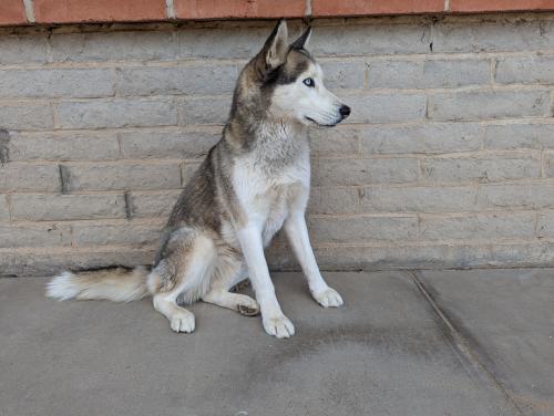 Found/Stray Male Dog last seen Near W Edmond St, Tucson, AZ 85735, Tucson, AZ 85735