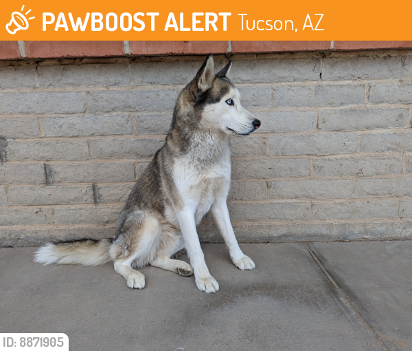 Rehomed Male Dog last seen Near W Edmond St, Tucson, AZ 85735, Tucson, AZ 85735