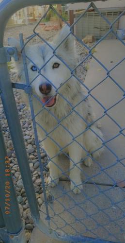 Lost Female Dog last seen Coors and blake, South Valley, NM 87105