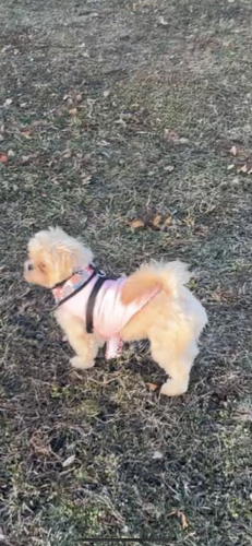 Lost Female Dog last seen Dunbar Park , Chicago, IL 60616