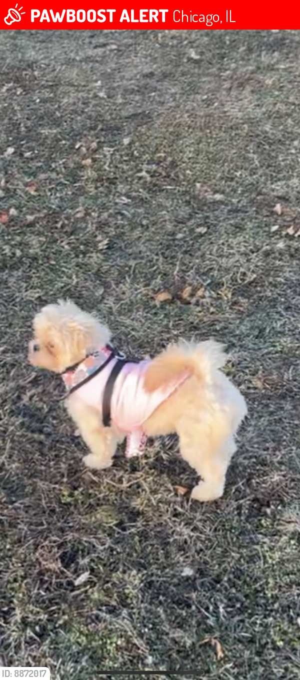 Lost Female Dog last seen Dunbar Park , Chicago, IL 60616