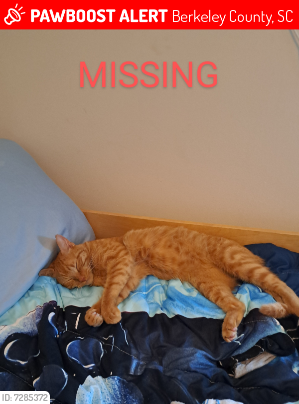 Lost Male Cat last seen Cane Bay, Berkeley County, SC 29486