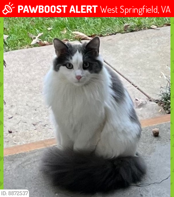 Lost Male Cat last seen Belleflower Avenue, West Springfield, VA 22152