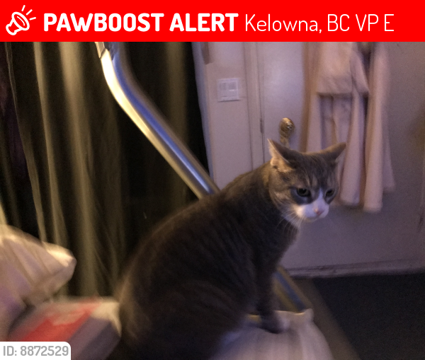 Lost Male Cat last seen Belgo Wedding Chapel , Kelowna, BC V1P 1E2