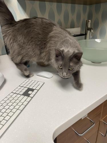 Found/Stray Unknown Cat last seen Union hills and 14 th ave, Maricopa County, AZ 85308