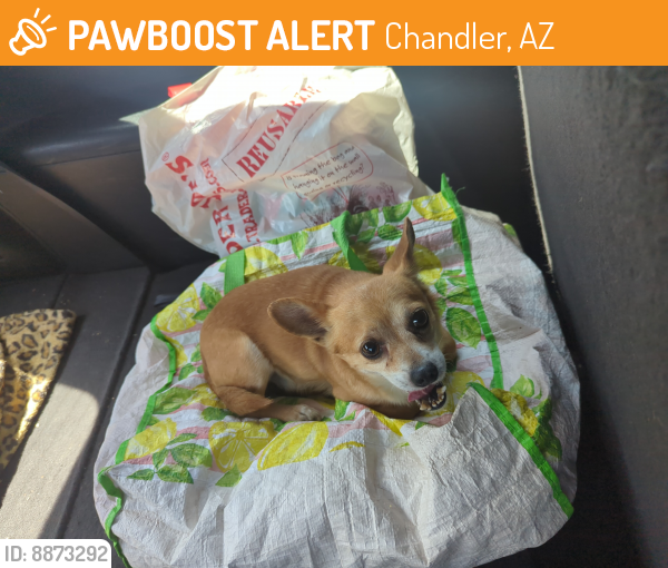 Found/Stray Unknown Dog last seen Pennington and calle del Norte , Chandler, AZ 85224