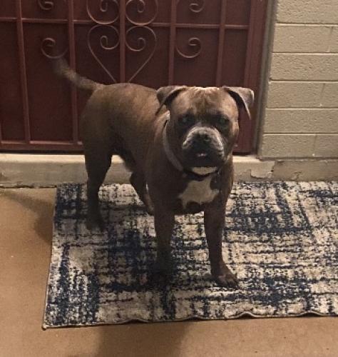 Found/Stray Male Dog last seen 59th ave and Glendale , Glendale, AZ 85301