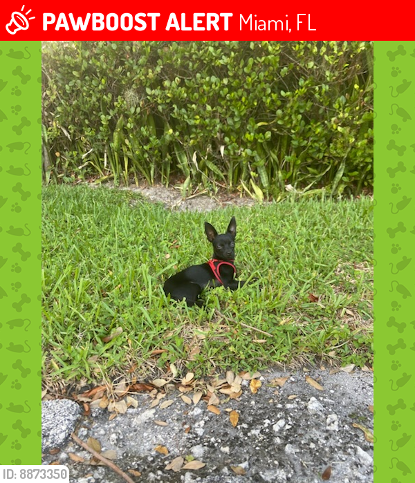 Lost Male Dog last seen Near NW 11th court , Miami, FL 33150