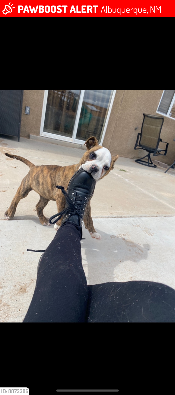 Lost Female Dog last seen 98th and gibson, Albuquerque, NM 87121