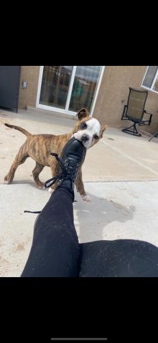 Lost Female Dog last seen 98th and gibson, Albuquerque, NM 87121