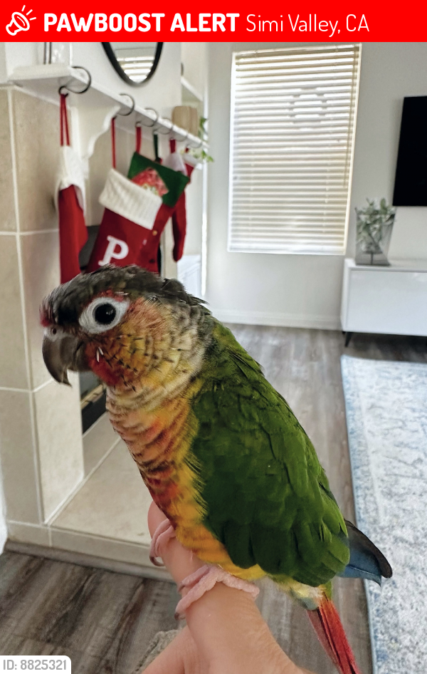 Lost Female Bird last seen Woodranch parkway and Martha Morrison , Simi Valley, CA 93065