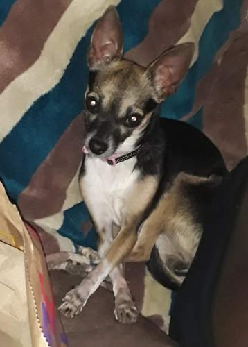 Lost Female Dog last seen Near w thunderbird rd, Phoenix, AZ 85053