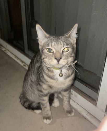Found/Stray Male Cat last seen Arizona Ave and Germann, Chandler, AZ 85286