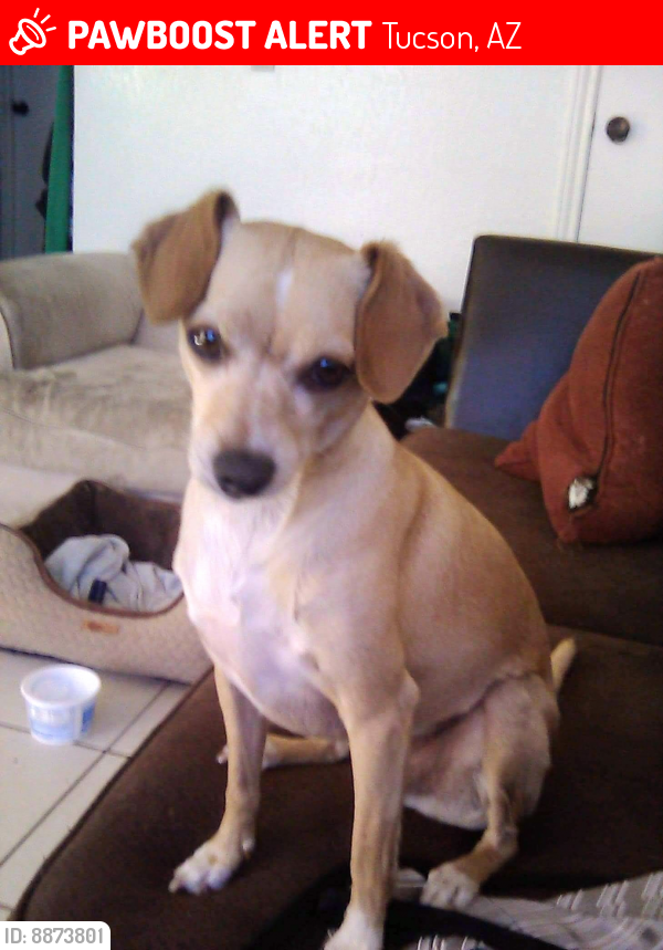 Lost Male Dog last seen S. 12th Ave and W Bilby Rd Tucson az, Tucson, AZ 85706