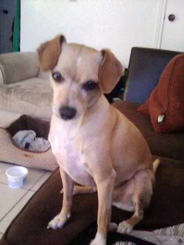 Lost Male Dog last seen S. 12th Ave and W Bilby Rd Tucson az, Tucson, AZ 85706