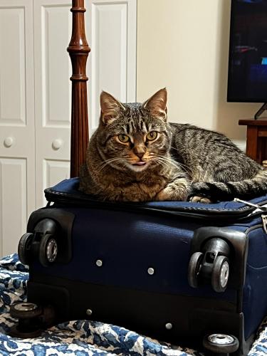 Lost Male Cat last seen Greeley blvd and Langbrook Road, West Springfield, VA 22152