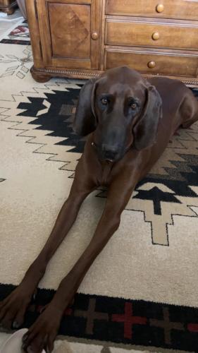 Lost Male Dog last seen Hunt Hwy and Gary Rd, San Tan Valley, AZ 85142