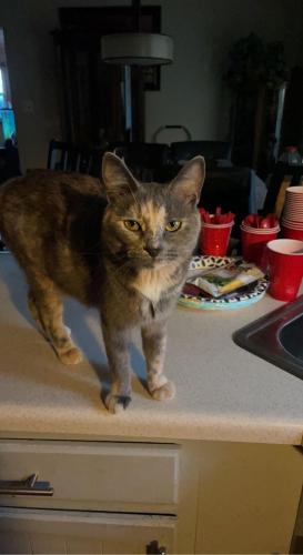 Lost Female Cat last seen Central Avenue by waste management & south suburban humane society , Matteson, IL 60461