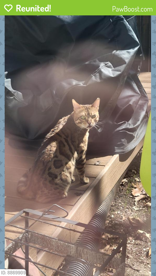 Reunited Male Cat last seen Salisbury Plain Ct and Awbrey Patent Drive, Centreville, VA 20120