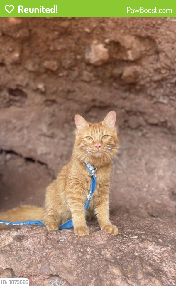 Reunited Male Cat last seen Scottsdale and Mckellips, Tempe, AZ 85281