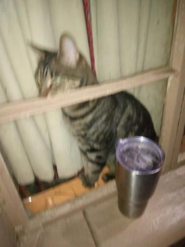 Lost Female Cat last seen Lake Ella , Tallahassee, FL 32303