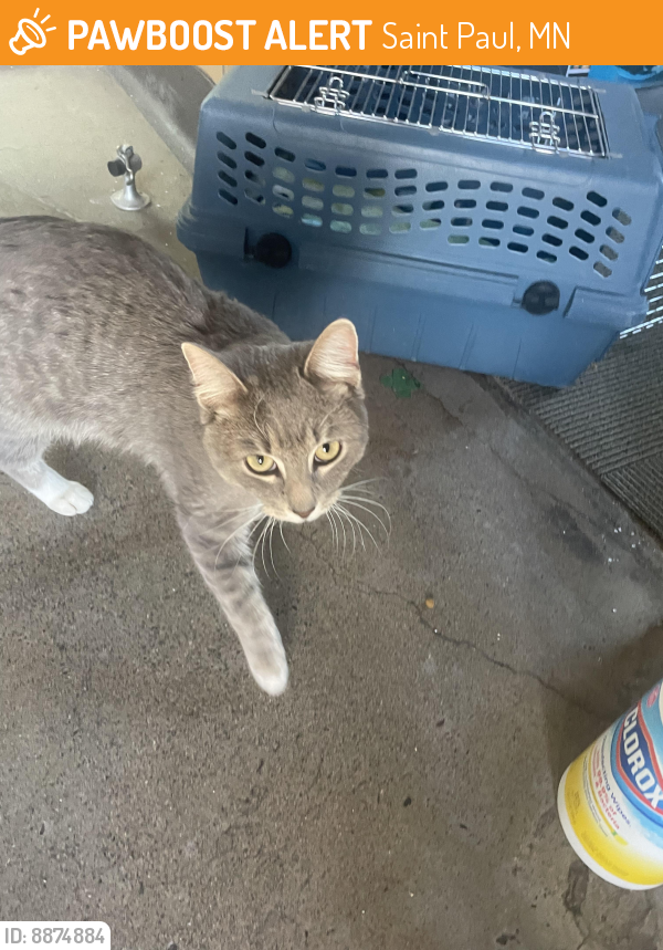 Found/Stray Male Cat last seen como zoo, Saint Paul, MN 55103