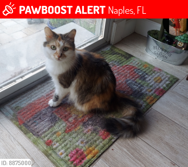 Lost Female Cat last seen Quail Hollow Santa Barbara and Rattlesnake , Naples, FL 34112