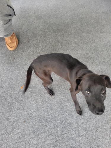 Found/Stray Male Dog last seen Goldengate ests, Rural Estates, FL 34120