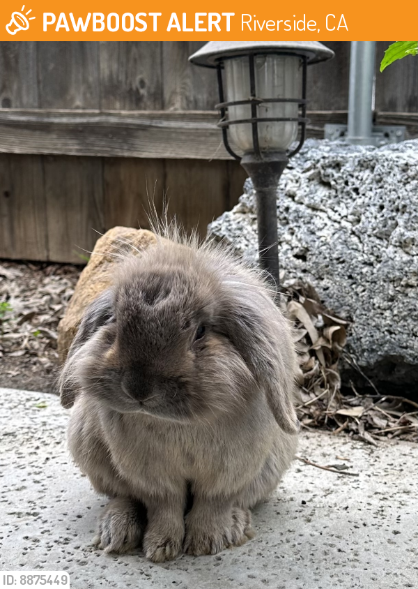 Rehomed Rabbit in Riverside, CA 92503 (ID 68875449) PawBoost
