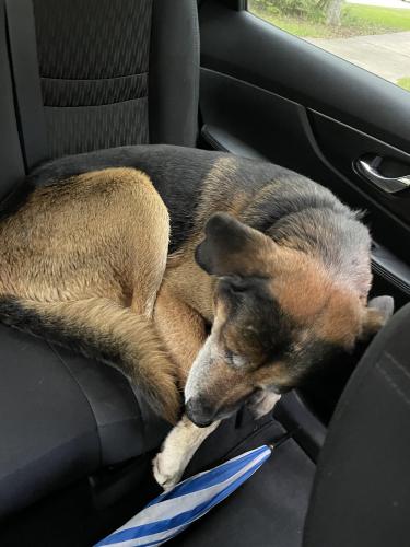 Found/Stray Male Dog last seen Dundalk drive , Tallahassee, FL 32309
