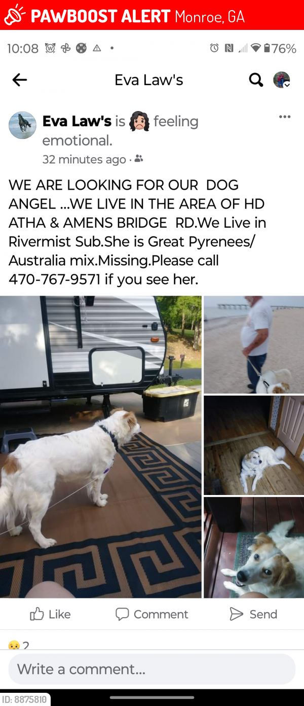 Lost Female Dog last seen Atha and Amens Bridge rd Monroe Ga rivermist subdivision, Monroe, GA 30655