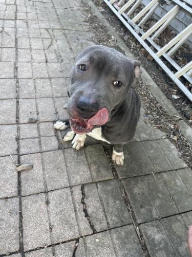 Found/Stray Female Dog last seen Saratoga Dr, Chicago Heights, IL 60411