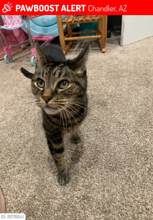 Lost Female Cat last seen Ray and Cooper , Chandler, AZ 85225
