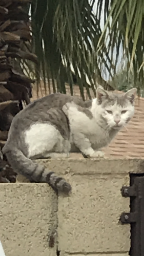 Found/Stray Unknown Cat last seen 85th Ave and Olive, Peoria, AZ 85345