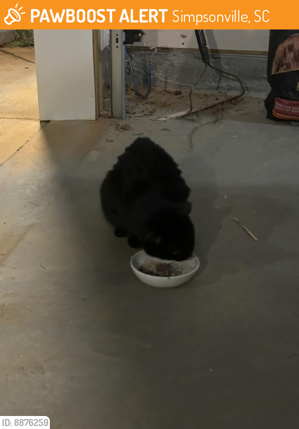 Simpsonville, SC Stray Cat Found Near Hunters Acres by sealed air plant