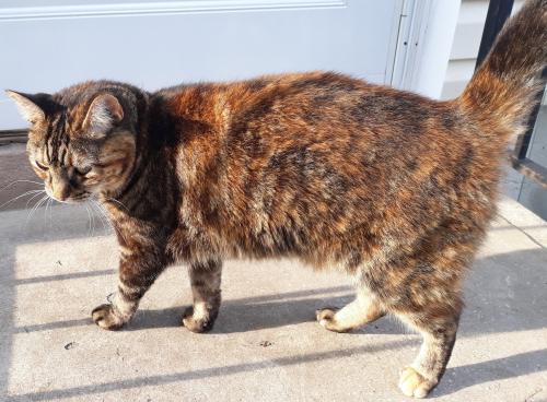 Lost Female Cat last seen Eisenhower Blvd & Candlelight Dr, Lehigh Acres, FL 33974