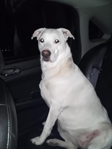 Found/Stray Female Dog last seen Torrence Ave, Hammond, IN 46327